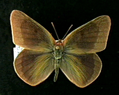 Colias erytheme male all black October COLEURY3 (Internet Image property of respective owner, non-commercial use only)